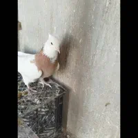 فروش طوق زرد ماده