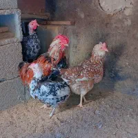 فروش مرغ و خروس گلین لری و( تخم مرغ نطفه دار)