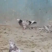 جوجه سورو به شرط میدم