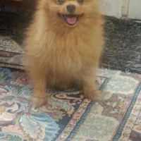 سگ پامرین|حیوانات|مشهد, امیر|دیوار