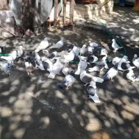 کفتر دوکت زغالی ۳۰عددیکجا|پرنده|مهاجران, |دیوار