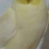 عروس هلندی نر فروش فوری