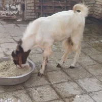 بز نر