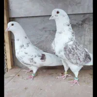 کبوتر|پرنده|نشتارود, |دیوار