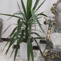 گل آپارتمانی