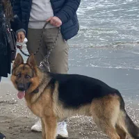 وگذارس شگ‌