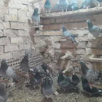 ۳۰ کبوتر پلاکی|پرنده|سده (خراسان جنوبی), |دیوار