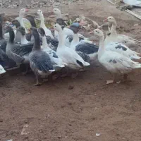 غاز وبوغلمون|حیوانات مزرعه|اهواز, کوی علوی|دیوار