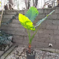 گل بابا ادم|گل و گیاه طبیعی|رودبنه, |دیوار