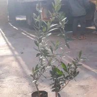 فروش انواع نهال زیتون|خدمات باغبانی و درختکاری|منجیل, |دیوار