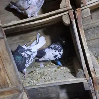 کوت عبدالله اچمیان