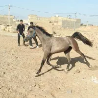 مادیون عرب|اسب و تجهیزات اسب‌سواری|یزد, |دیوار