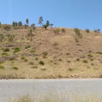 فروش زمین باغی در تل مرادی جوادیه