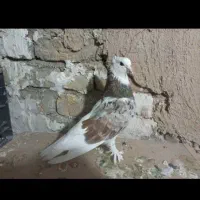 کفتر|پرنده|داورزن, |دیوار