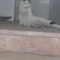 نگهداری گربه|گربه|بیرجند, |دیوار