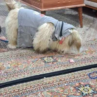 سگ پاکوتاه نر شیتزو|سگ|اردبیل, |دیوار