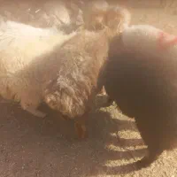 بره.فروشی رابر|حیوانات مزرعه|رابر, |دیوار