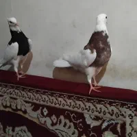 کبوتر