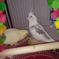 عروس هلندی دوکت نر