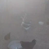 ۳ تا قوغاز ماده