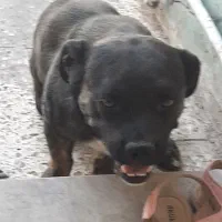 سگ گمشده|سگ|دزفول, |دیوار