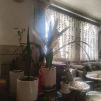 فروش منزل ویلایی زیر قیمت کارشناسی|فروش خانه و ویلا|کاشان, راوند|دیوار