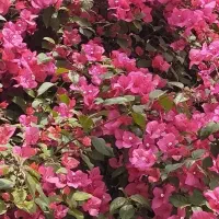 باغچه در سرآسیاب شاندیز