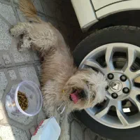 1.2 تومن تخفیف داره