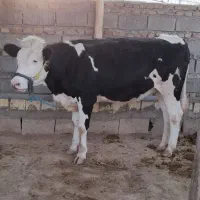 گوساله ماده دورگ پروار