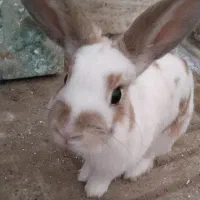 خرگوش نیمه لوپ|موش و خرگوش|سبزوار, رضوی|دیوار