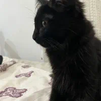 واگذاری بچه گربه بامزه