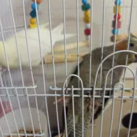 عروس هلندی بالغ|پرنده|رباط‌کریم, رباط‌کریم|دیوار