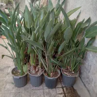 ۵عددیوکا بزرگ تنه قوی وزیبا|گل و گیاه طبیعی|رشت, جانبازان|دیوار