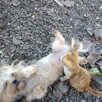 واگذاری غیر رایگان تعدادی پت|سگ|سنگر, |دیوار