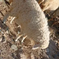 میش و بره|حیوانات مزرعه|رابر, |دیوار