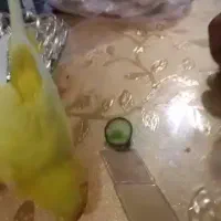 مرغ عشق گمشده