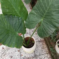 گل بابا آدم ۱۰۰تومن