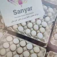 تخم مرغ محلی(شوش هستیم)|خوردنی و آشامیدنی|اهواز, آریاشهر|دیوار