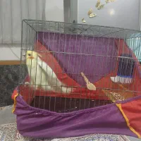 عروس خوش رنگ|پرنده|قم, شهرک فاطمیه|دیوار