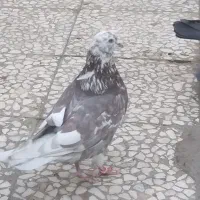 کفتر کبوتر|پرنده|قم, زند آباد|دیوار