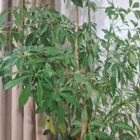 گل و گیاه|گل و گیاه طبیعی|میانه, |دیوار