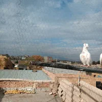 چهارعددماده|پرنده|خوی, |دیوار