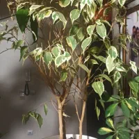 گل آپارتمانی