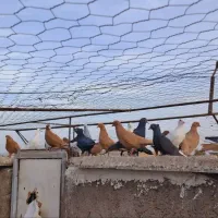 ۴۰ تا نر گلی .زرد .