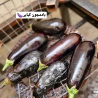 بادمجون
