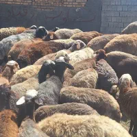 ۳۴ راس گوسفن یا میش داشتی