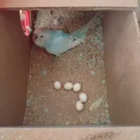 گم شده|حیوانات|تربت جام, معدآباد|دیوار