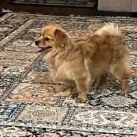 سگ پامر پکینیز