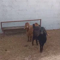 بزغاله نرو ماده