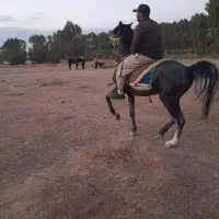 اسب نریان